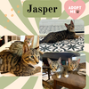 Jasper and Cobalt of the “Purring Gemstones”