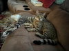 Jasper and Cobalt of the “Purring Gemstones”