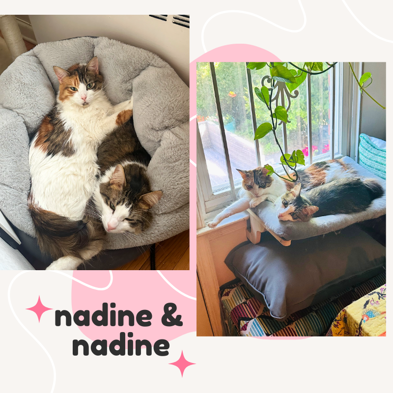 adoptable Cat in Bronx, NY named Nadi and Nadine - bonded siblings