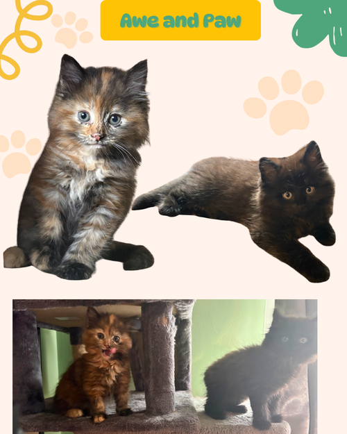 Paw and Awe - an fluffy bonded duo