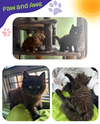 Paw and Awe - an fluffy bonded duo