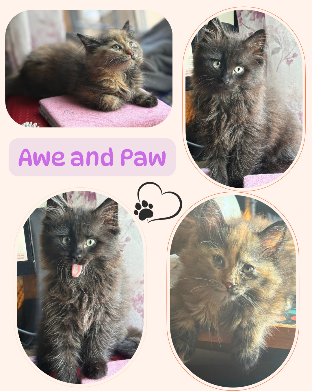 adoptable Cat in Bronx, NY named Paw and Awe - an fluffy bonded duo