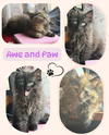 adoptable Cat in  named Paw and Awe - an fluffy bonded duo