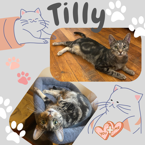 picture of the cat needing adoption