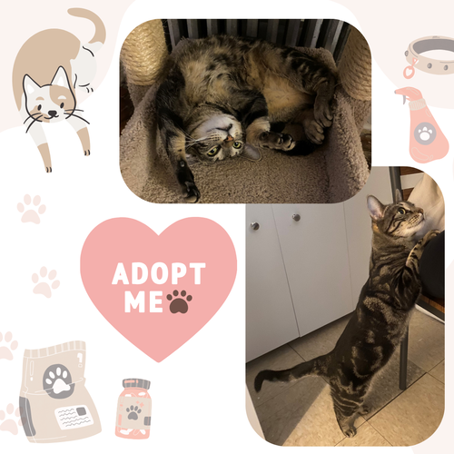 TILLY - Domestic Short Hair available for adoption