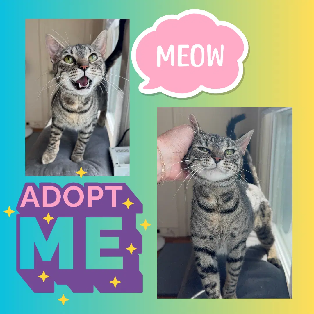 Selena - Domestic Short Hair