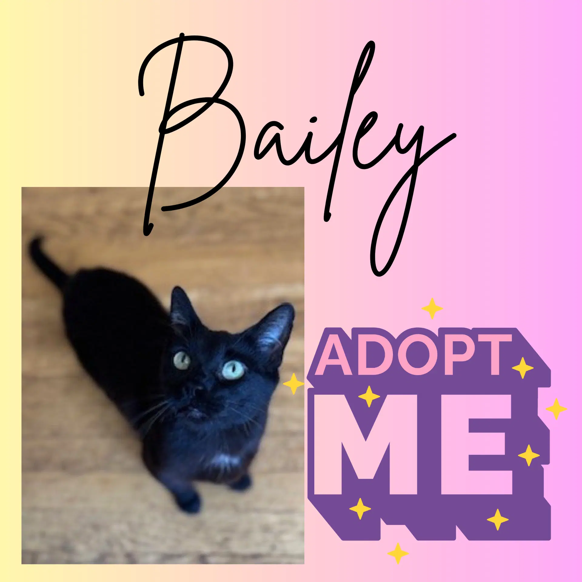 Bailey - Domestic Short Hair