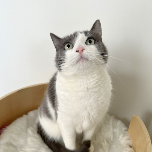 LUCY - American Shorthair available for adoption