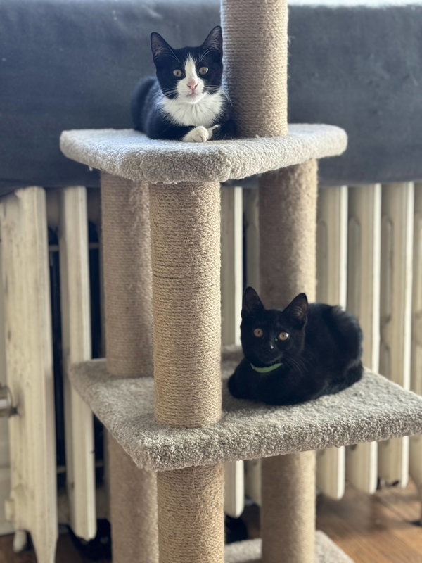 Mocha, Bean, and Latte