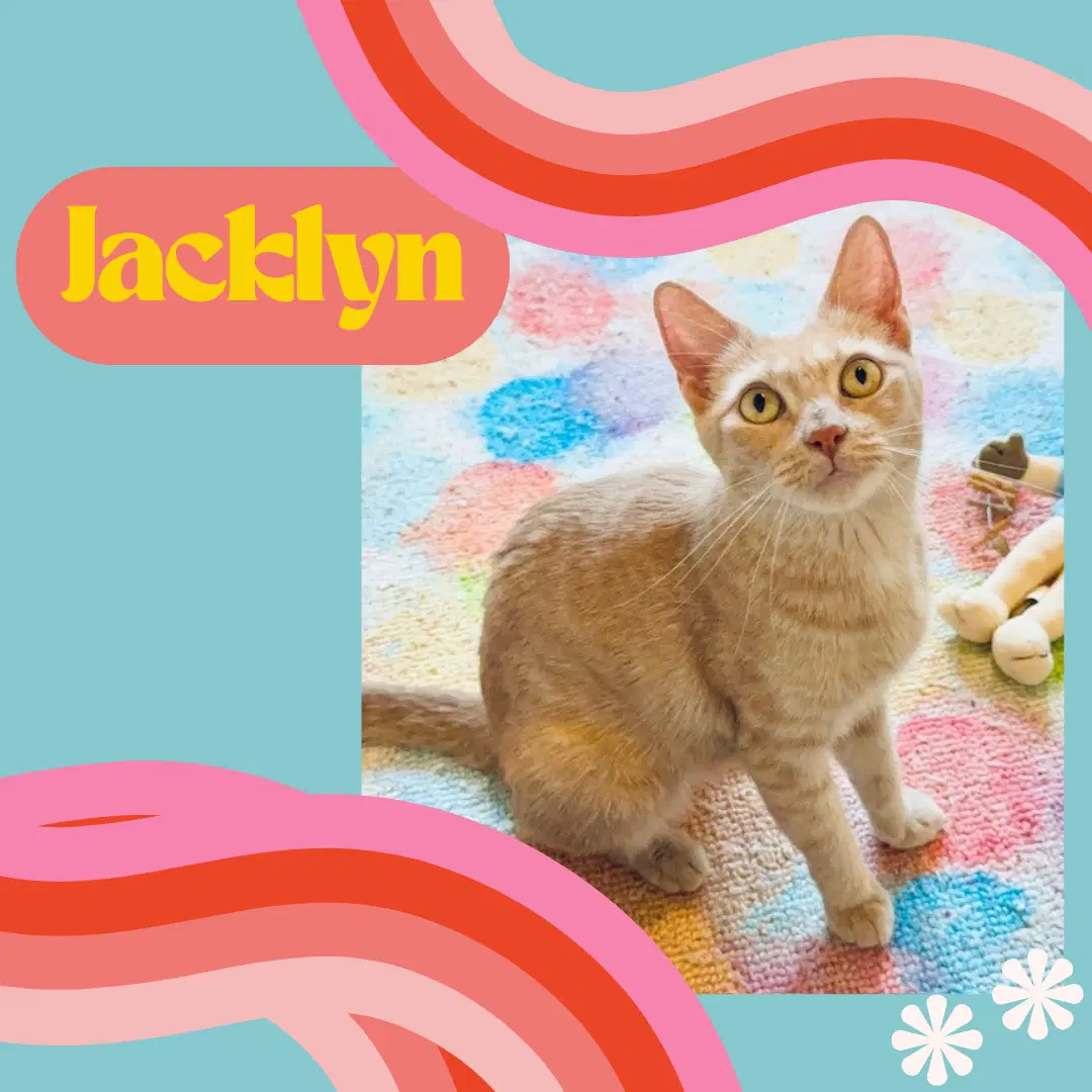 Jacklyn - Domestic Short Hair