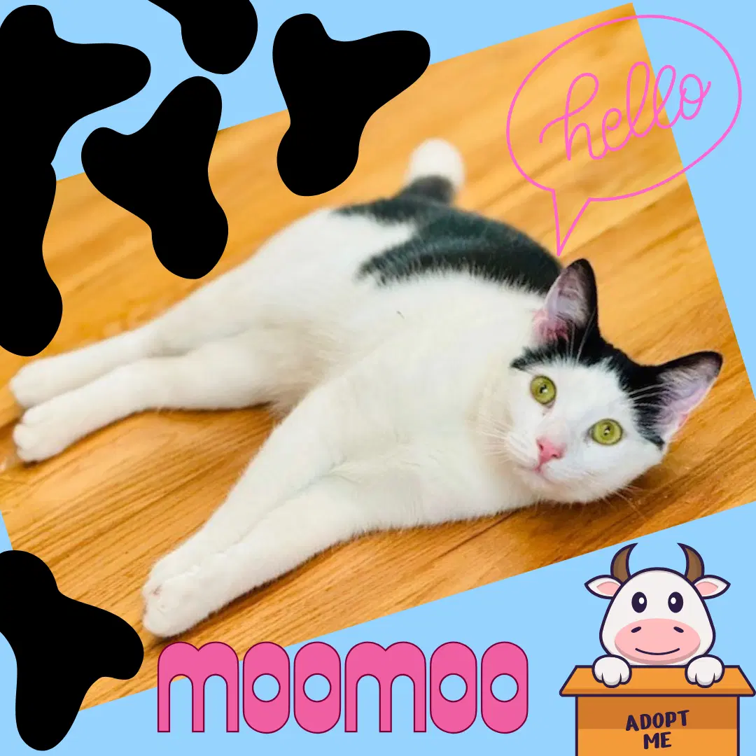 Moomoo - Domestic Short Hair