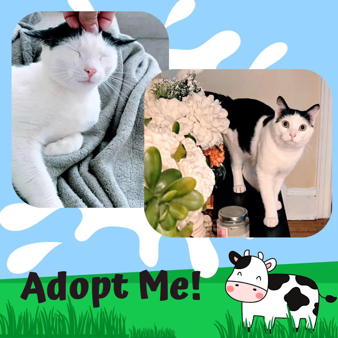 Moomoo image 2