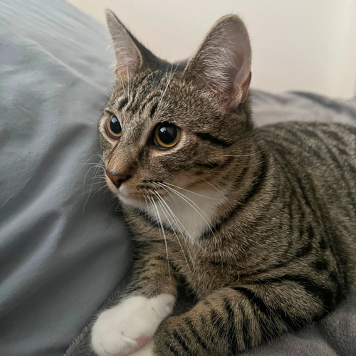 Bitsy