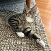 Bitsy