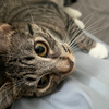 Bitsy