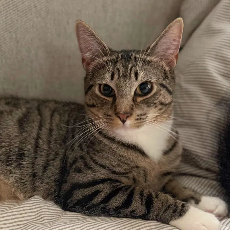 Bitsy - Domestic Short Hair