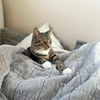 Bitsy