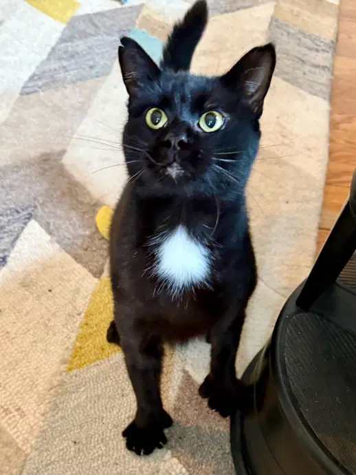 Moet The Polydactyl image 2