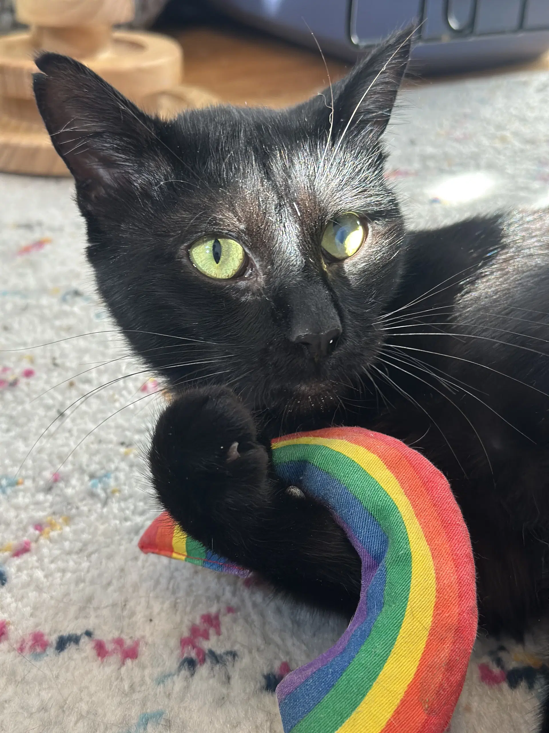 Moet The Polydactyl image 3