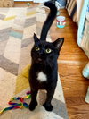 Moet’ the polydactyl