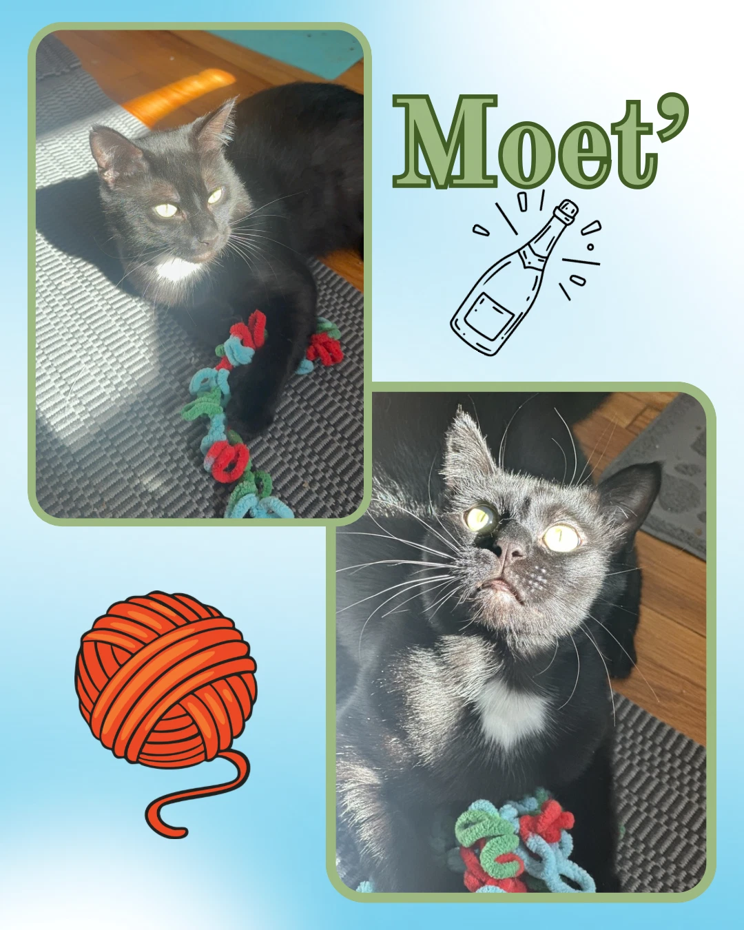 Moet The Polydactyl