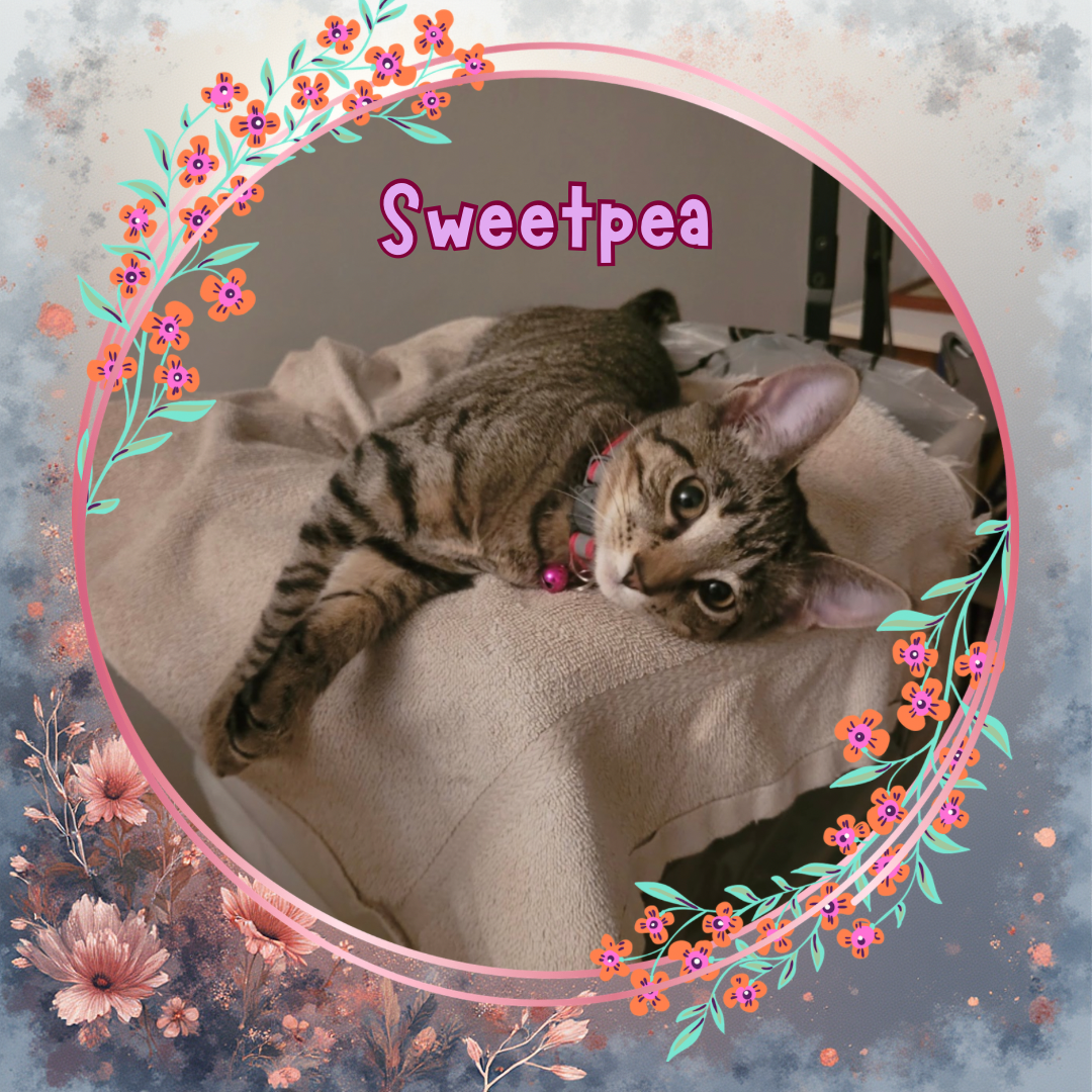 Sweetpea