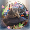 Sweetpea