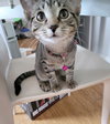 Sweetpea