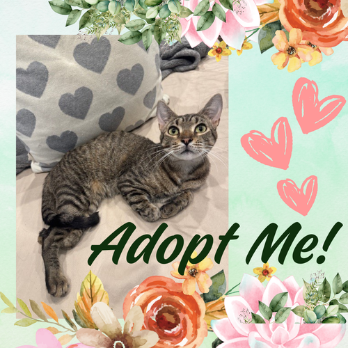 picture of the cat needing adoption