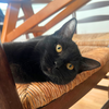 Elodie