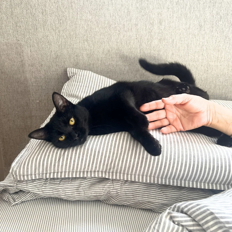 Elodie