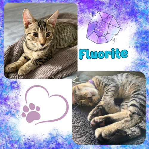 Fluorite of the “Purring Gemstones”