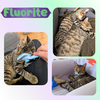 Fluorite of the “Purring Gemstones”