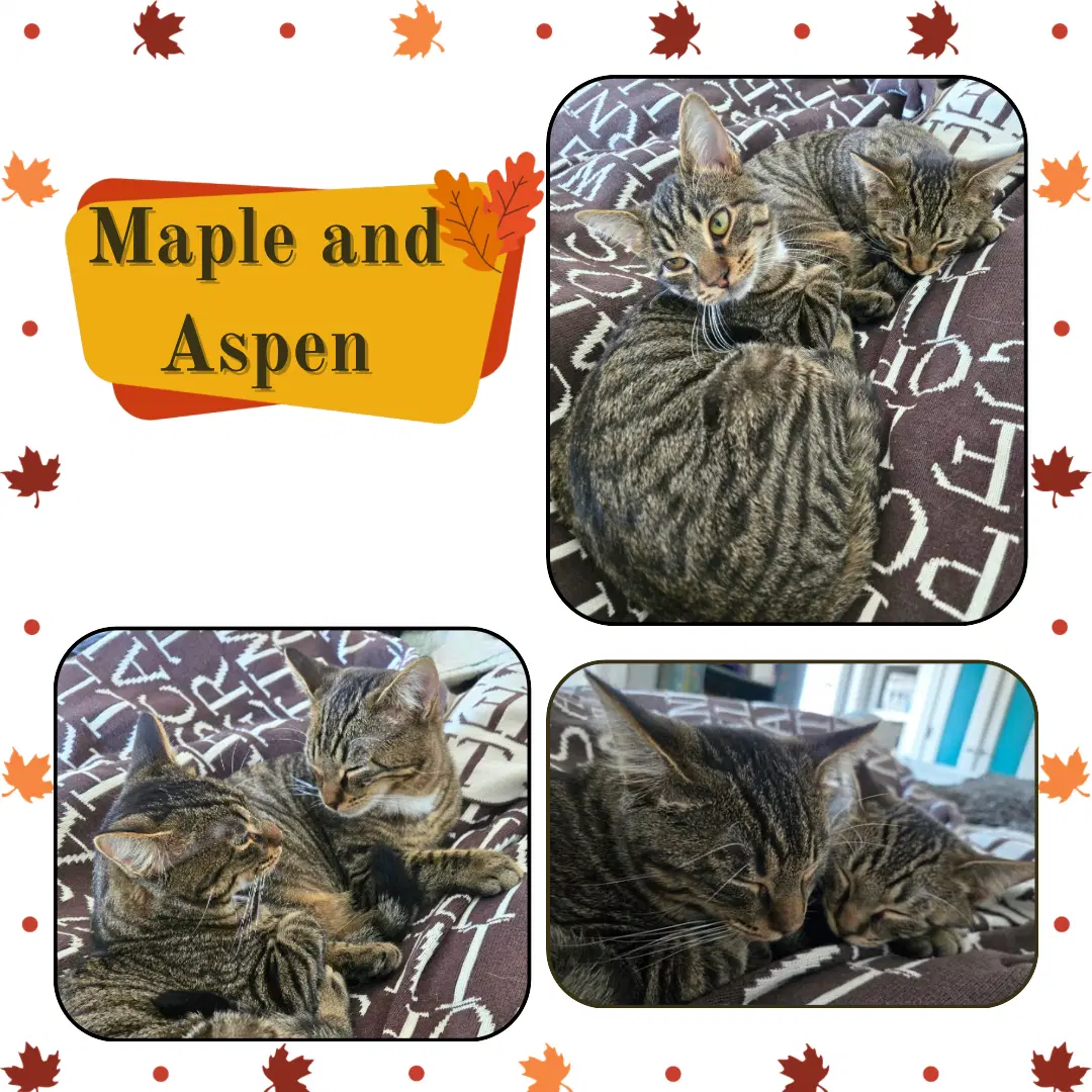 Maple And Aspen image 2