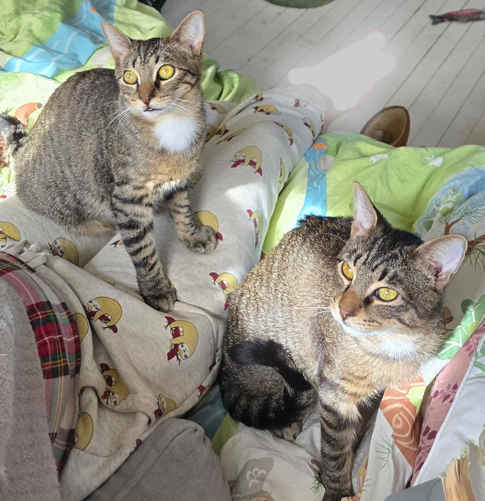Maple And Aspen - Domestic Short Hair