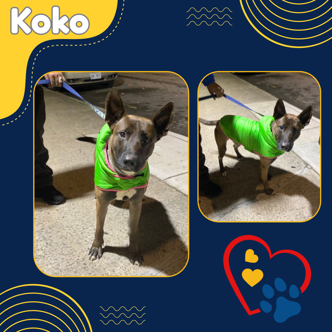 Koko