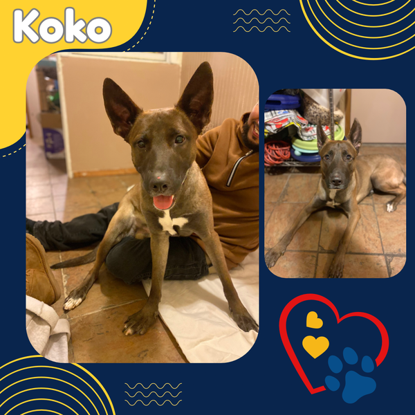 Koko