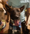 Koko