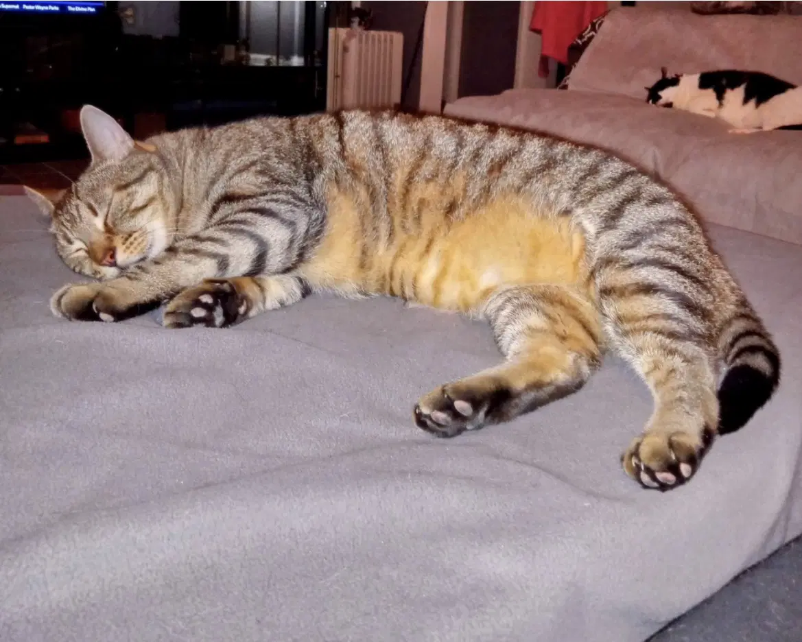 Buddy image 2