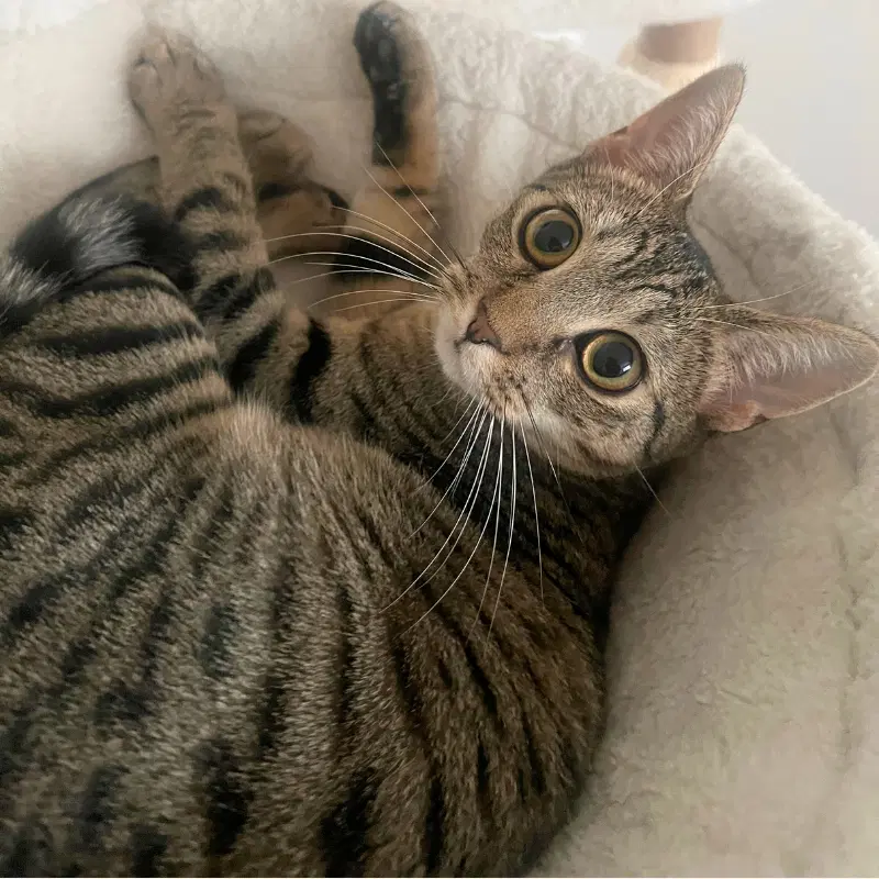 Itsy image 2