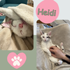 Heidi