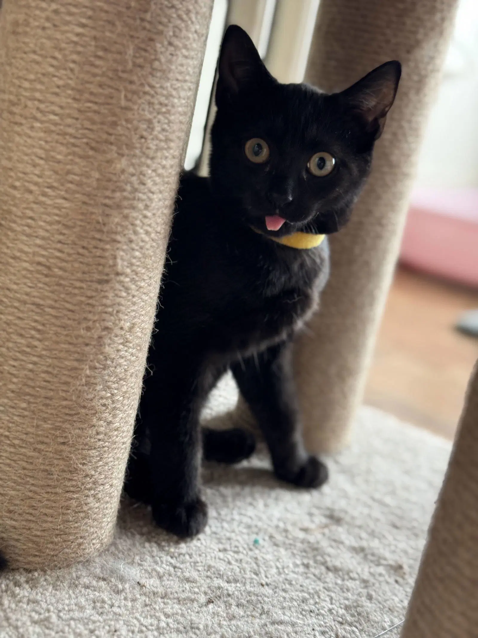 Mocha And Latte - Domestic Short Hair