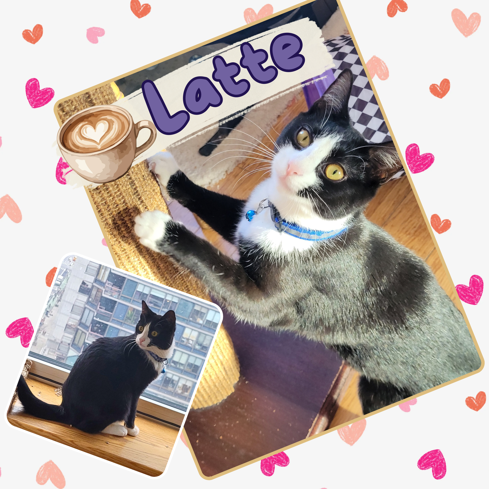 Mocha and Latte, photo 2