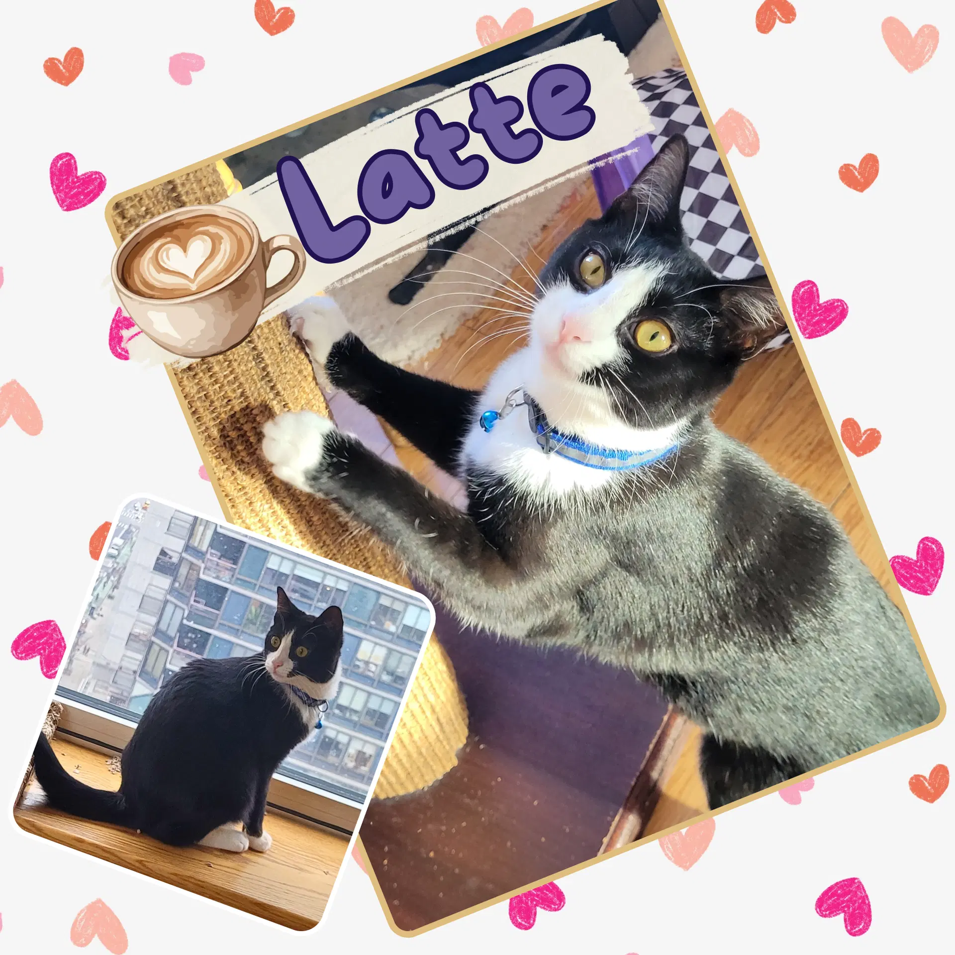 Mocha And Latte image 2