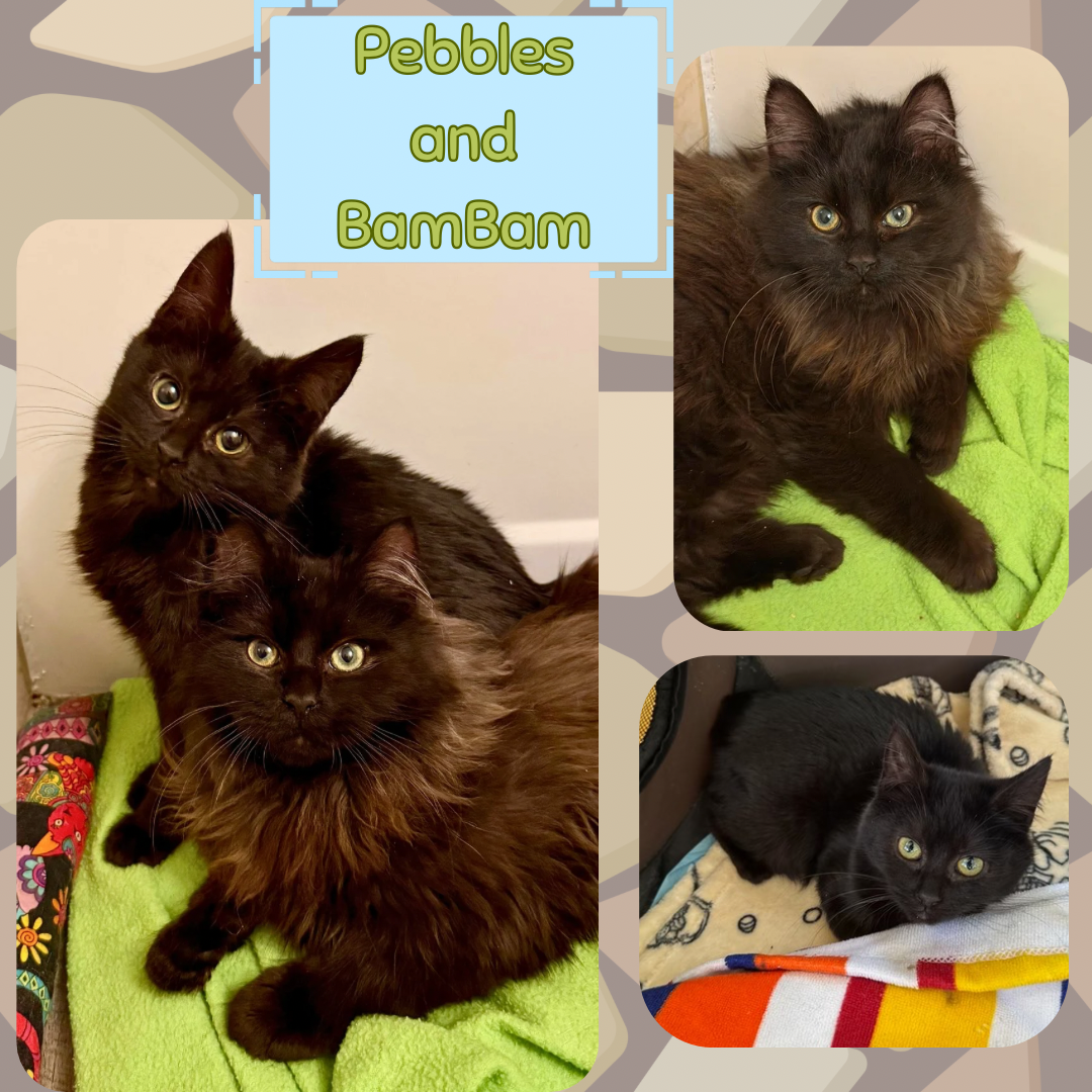 Pebbles and BamBam - bonded siblings Image