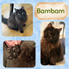 Pebbles and BamBam - bonded siblings