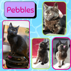 Pebbles and BamBam - bonded siblings