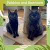 Pebbles and BamBam - bonded siblings