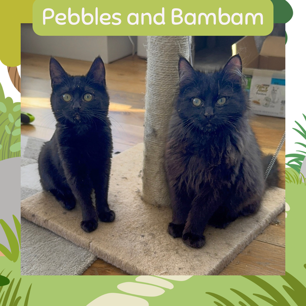 Pebbles and BamBam - bonded siblings