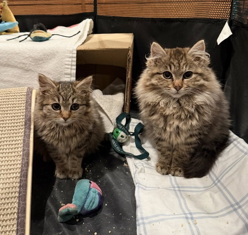 Princess and Penelope